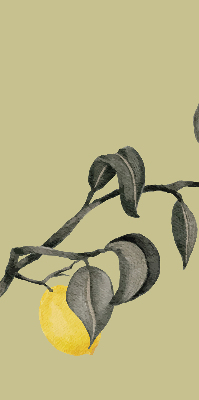 Store enrouleur occultant avec motif de citrons sur l'arbre