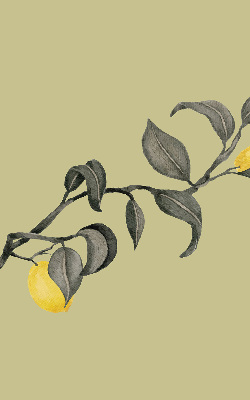 Store enrouleur occultant avec motif de citrons sur l'arbre
