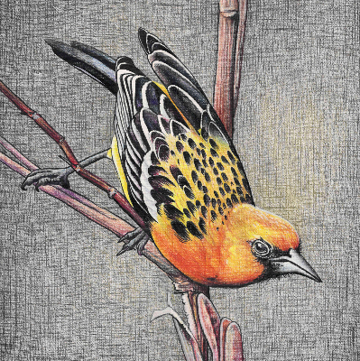Store enrouleur occultant avec motif « Un oiseau sur une branche »