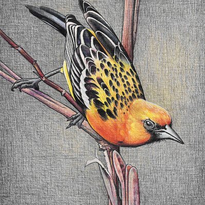 Store enrouleur occultant avec motif « Un oiseau sur une branche »