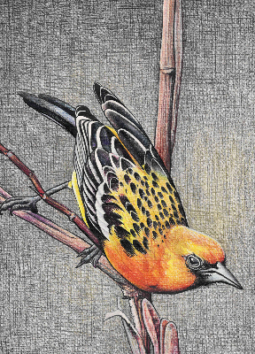 Store enrouleur occultant avec motif « Un oiseau sur une branche »