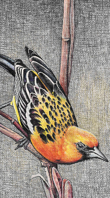 Store enrouleur occultant avec motif « Un oiseau sur une branche »