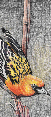 Store enrouleur occultant avec motif « Un oiseau sur une branche »