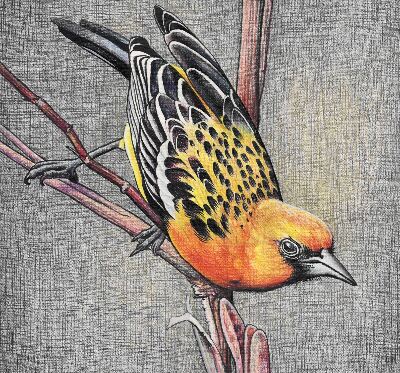 Store enrouleur occultant avec motif « Un oiseau sur une branche »