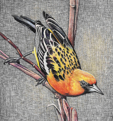 Store enrouleur occultant avec motif « Un oiseau sur une branche »