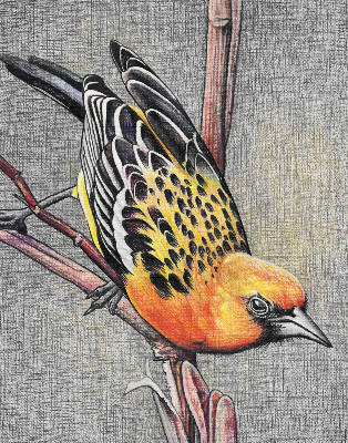 Store enrouleur occultant avec motif « Un oiseau sur une branche »