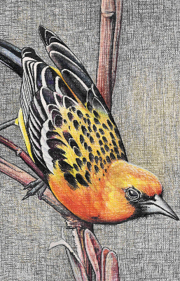 Store enrouleur occultant avec motif « Un oiseau sur une branche »