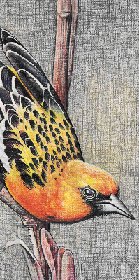 Store enrouleur occultant avec motif « Un oiseau sur une branche »