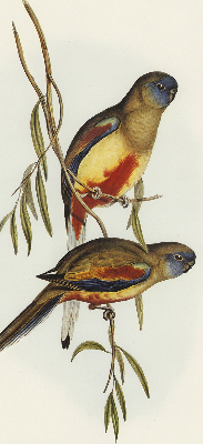 Store enrouleur occultant avec deux oiseaux sur une branche