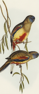 Store enrouleur occultant avec deux oiseaux sur une branche
