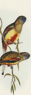 Store enrouleur occultant avec deux oiseaux sur une branche