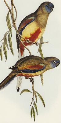 Store enrouleur occultant avec deux oiseaux sur une branche