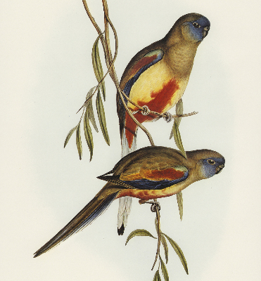 Store enrouleur occultant avec deux oiseaux sur une branche