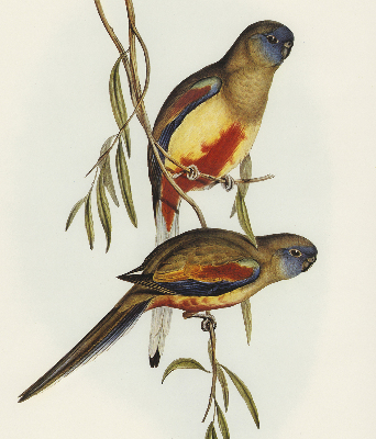 Store enrouleur occultant avec deux oiseaux sur une branche