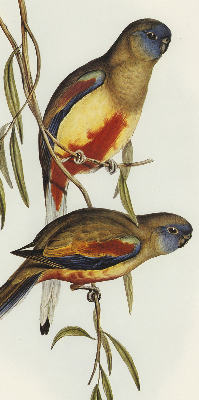 Store enrouleur occultant avec deux oiseaux sur une branche