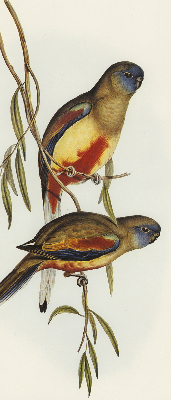 Store enrouleur occultant avec deux oiseaux sur une branche