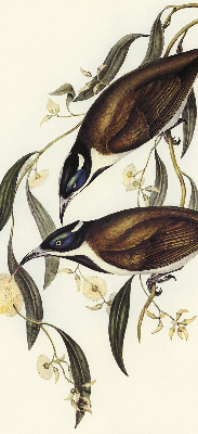 Store occultant fenêtre oiseaux sur un arbre