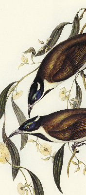 Store occultant fenêtre oiseaux sur un arbre
