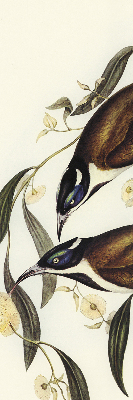 Store occultant fenêtre oiseaux sur un arbre