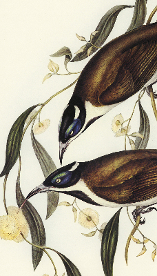 Store occultant fenêtre oiseaux sur un arbre