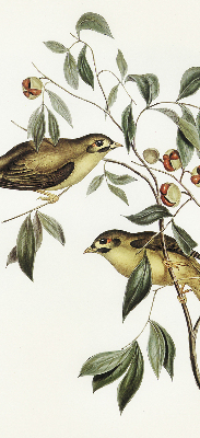 Store enrouleur occultant oiseaux sur un arbre