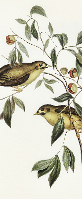 Store enrouleur occultant oiseaux sur un arbre