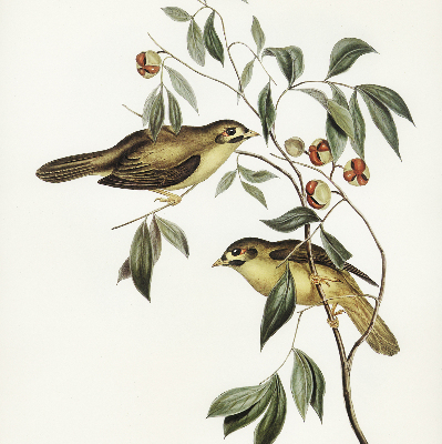 Store enrouleur occultant oiseaux sur un arbre