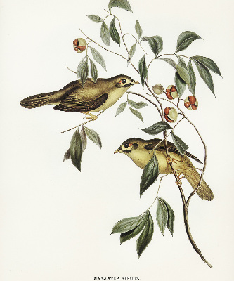 Store enrouleur occultant oiseaux sur un arbre