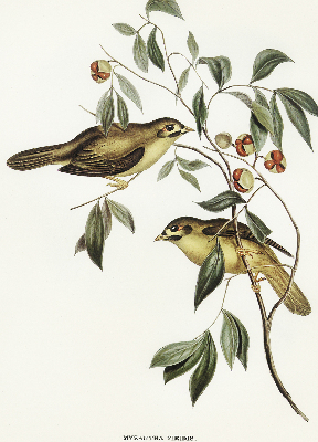 Store enrouleur occultant oiseaux sur un arbre