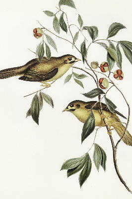 Store enrouleur occultant oiseaux sur un arbre