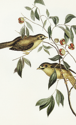 Store enrouleur occultant oiseaux sur un arbre