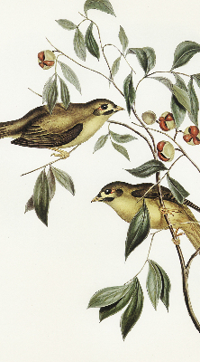 Store enrouleur occultant oiseaux sur un arbre