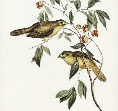 Store enrouleur occultant oiseaux sur un arbre