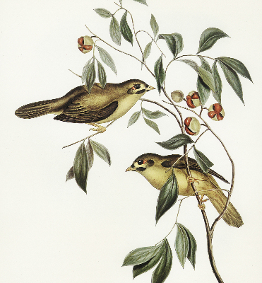 Store enrouleur occultant oiseaux sur un arbre