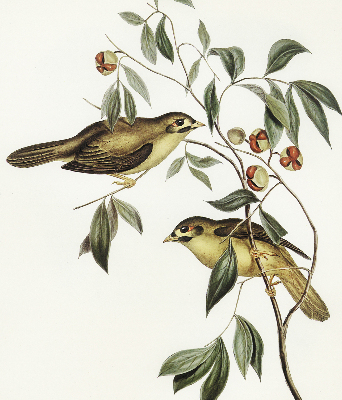 Store enrouleur occultant oiseaux sur un arbre