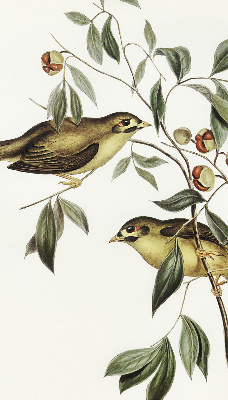 Store enrouleur occultant oiseaux sur un arbre