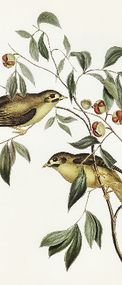 Store enrouleur occultant oiseaux sur un arbre