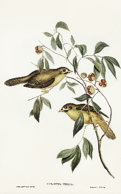 Store enrouleur occultant oiseaux sur un arbre