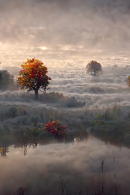 Store fenêtre intérieur avec motif d’arbres dans le brouillard