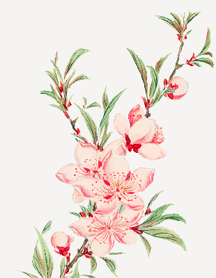 Store occultant fenêtre à fleurs roses