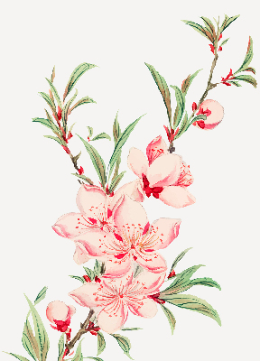 Store occultant fenêtre à fleurs roses