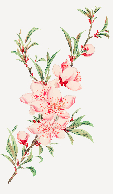 Store occultant fenêtre à fleurs roses