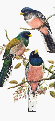 Store fenêtre intérieur avec des oiseaux sur les branches