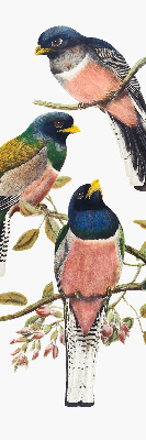 Store fenêtre intérieur avec des oiseaux sur les branches