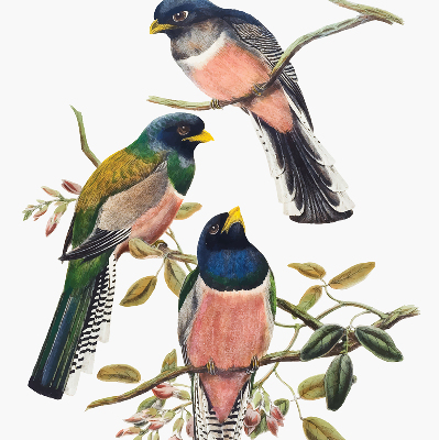 Store fenêtre intérieur avec des oiseaux sur les branches