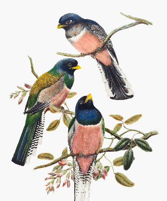Store fenêtre intérieur avec des oiseaux sur les branches