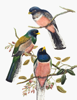 Store fenêtre intérieur avec des oiseaux sur les branches
