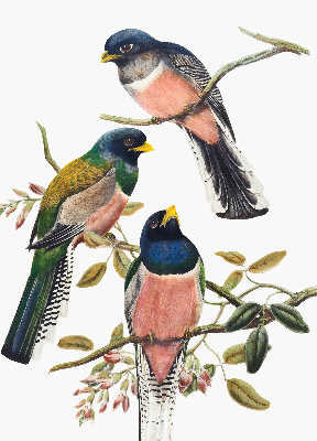 Store fenêtre intérieur avec des oiseaux sur les branches