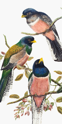Store fenêtre intérieur avec des oiseaux sur les branches