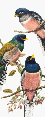 Store fenêtre intérieur avec des oiseaux sur les branches